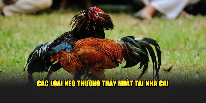 Những loại kèo thường thấy tại các nhà cái