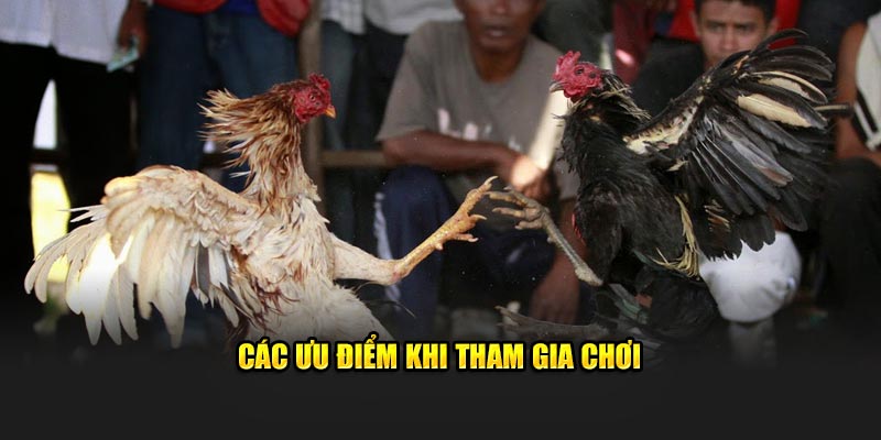 Các ưu điểm khi tham gia chơi 