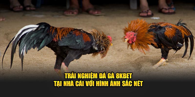 Trải nghiệm đá gà 8Kbet tại nhà cái với hình ảnh sắc nét